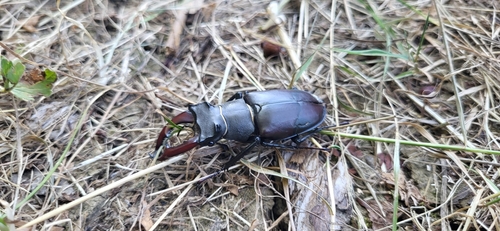 Lucanus cervus