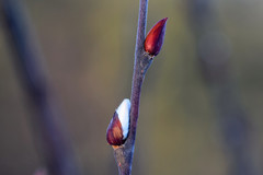 Salix acutifolia
