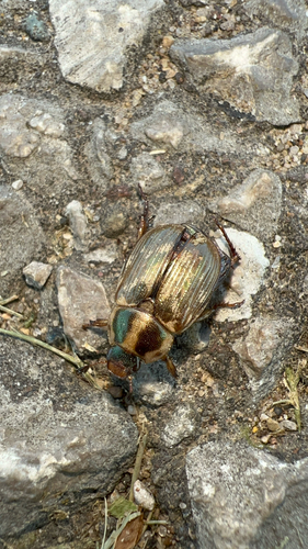 Oriental beetle