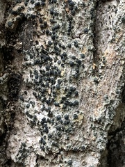 Cresponea chloroconia