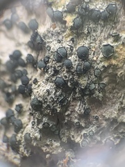 Cresponea chloroconia