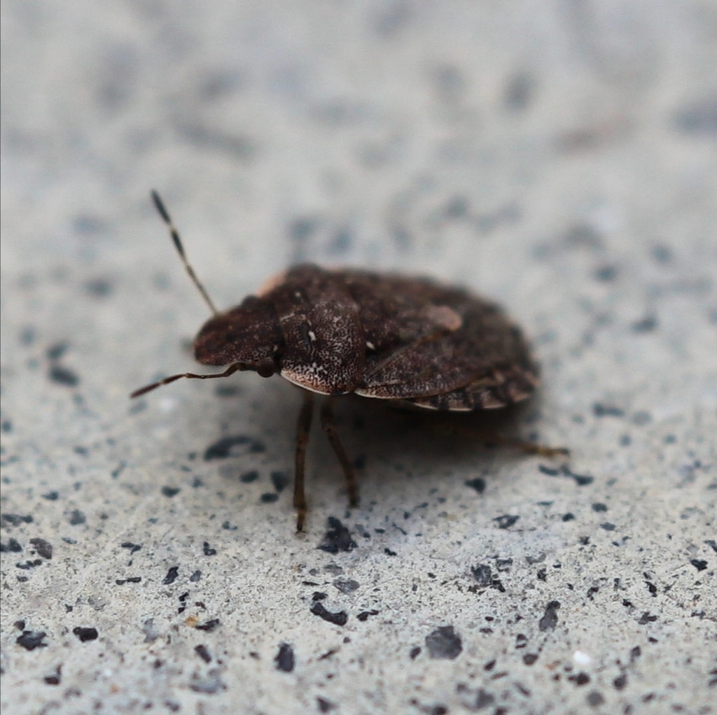 Sciocoris maculatus