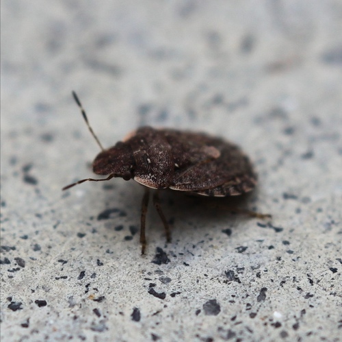 Sciocoris maculatus