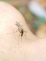 Aedes atlanticus
