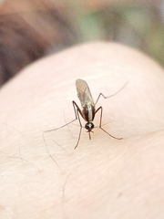 Aedes atlanticus