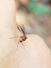 Aedes atlanticus