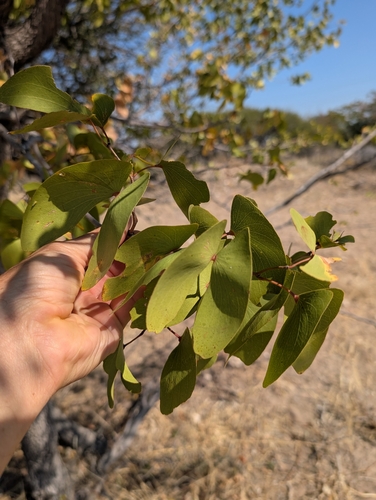 Mopane
