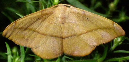 Juniper Geometer Moth