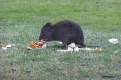 Potorous tridactylus
