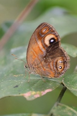 Mycalesis patnia