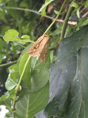 Mythimna decisissima