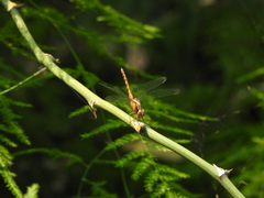 Erythrodiplax melanorubra