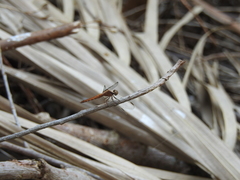 Erythrodiplax melanorubra