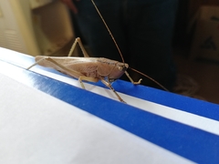 Parabucrates brevicauda