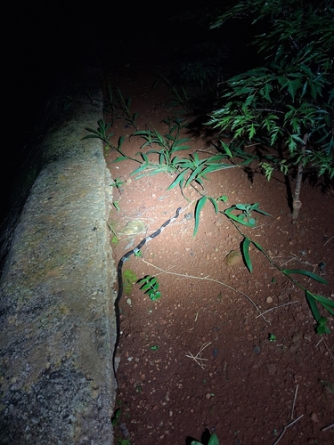 Indochinese Banded Wolf Snake
