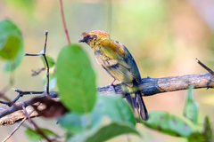 Antilophia galeata
