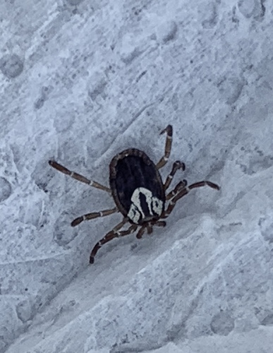 Gulf Coast Tick