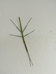 Bacillidae