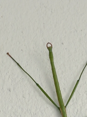 Bacillidae