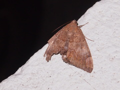 Achaea