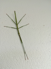 Bacillidae