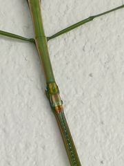 Bacillidae