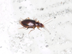 Platynini