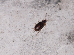 Platynini