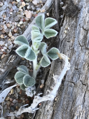 Erba medica delle spiagge