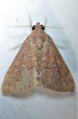Anomis illita