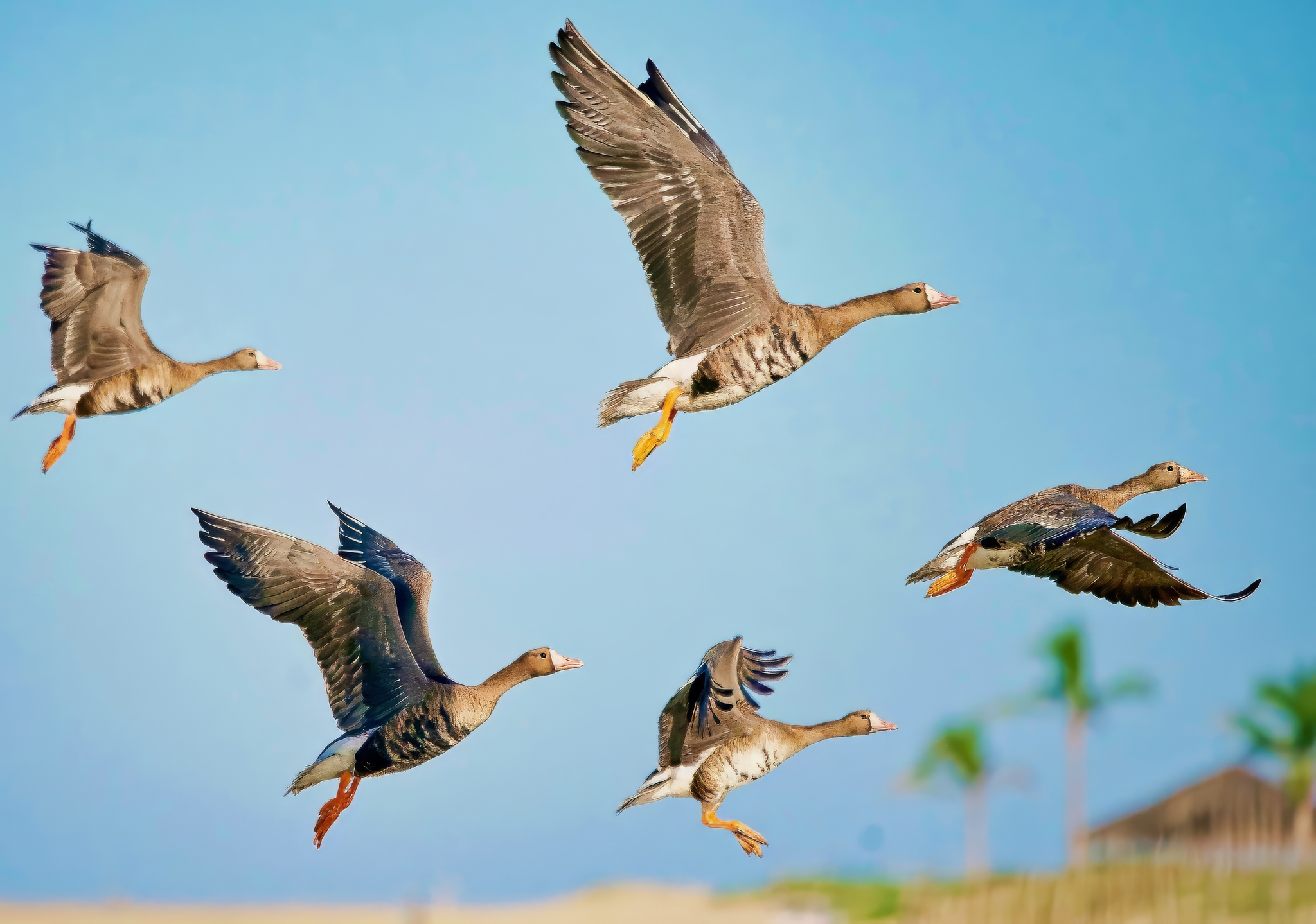 Greater White-fronted Goose (Anser albifrons)