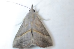 Hypena degesalis