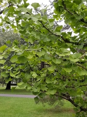 Ginkgo biloba