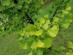 Ginkgo biloba