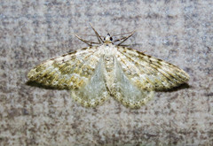 Coenotephria tophaceata