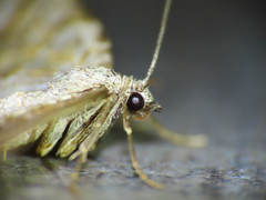 Coenotephria tophaceata