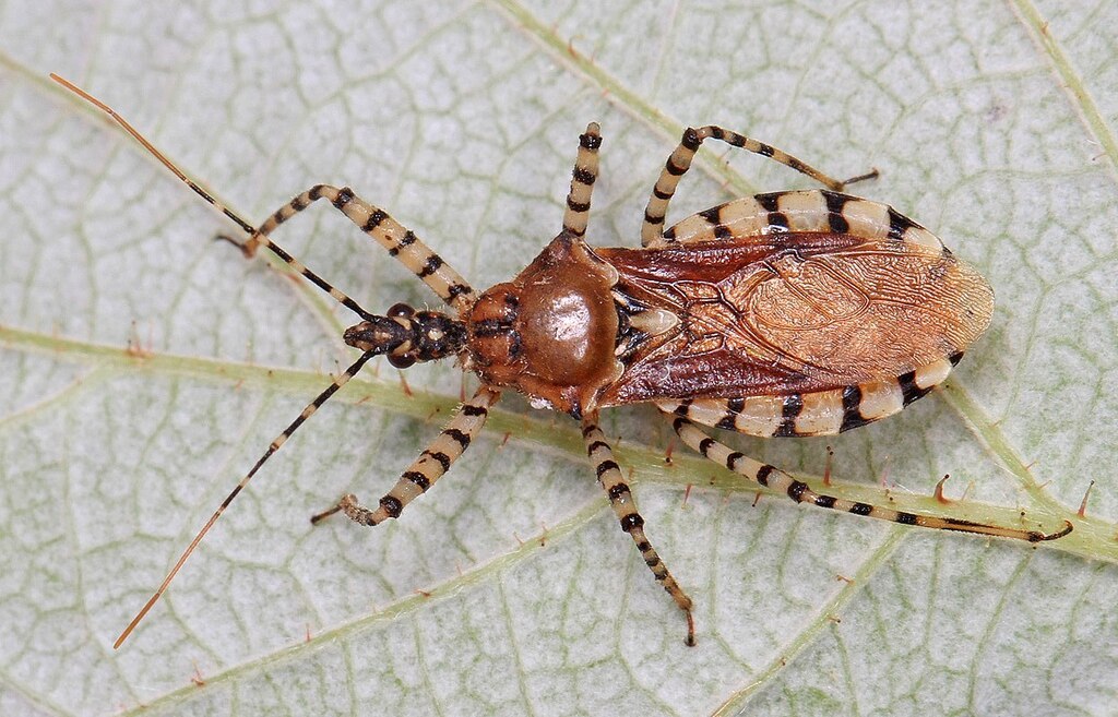 Ringed Assassin Bug