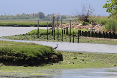 Ardea herodias herodias