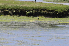 Nyctanassa violacea violacea