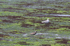 Leucophaeus atricilla megalopterus