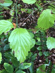 Viburnum rafinesqueanum