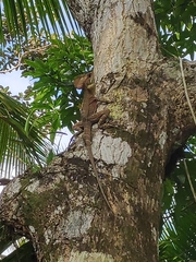 Basiliscus galeritus