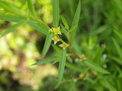 Ludwigia sphaerocarpa