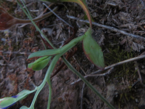 Image of Codonorhiza elandsmontana by (c) Jeremy Gilmore, some rights reserved (CC BY)