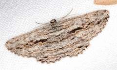 Scioglyptis canescaria