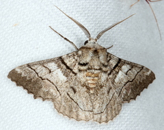 Hypobapta diffundens