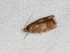 Syringoseca mimica