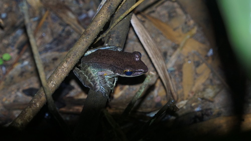 Chalcorana mocquardi