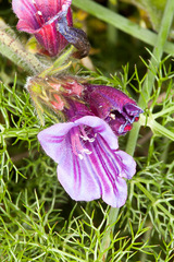 Echium creticum
