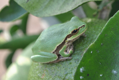 Hyla savignyi